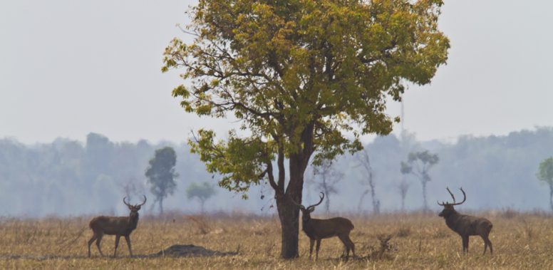 critically-endangereddeer_ang-trapaeng-thmor