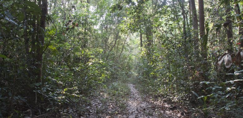 forest-habitat-koh-ker