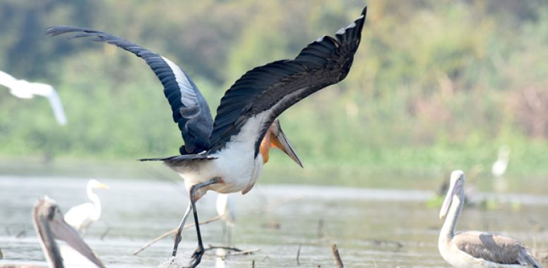 greater-adjutant-thumbnail